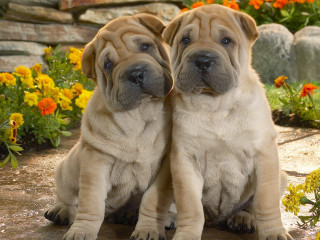 Dogs sitting stone floor flowers - facial free wallpaper
