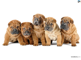Puppies sitting white background black - david budd free wallpaper for desktop