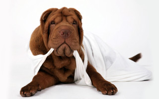 Dog bandage neck nose laying - a bandage free wallpaper