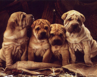 Shar pei puppies sitting hay - classical free wallpaper