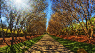 Park path trees grass blue - a park free wallpaper