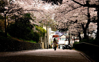 Woman walking umbrella rain tree - an umbrella free wallpaper