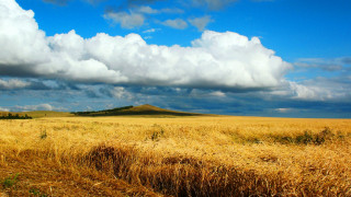 Wheat field cloudy hill distance - heavy free wallpaper