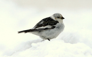 Small bird snow wing striped - the wing free wallpaper