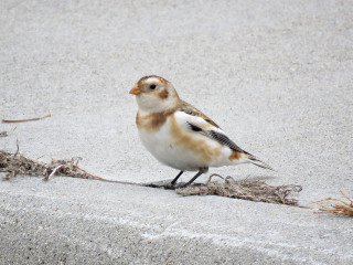 Bird sidewalk grass twigs chica - new objectivity free wallpaper