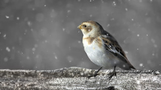 Bird tree branch snow falling - head and neck free wallpaper