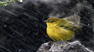 Yellow bird rock rain pine - a yellow bird free wallpaper