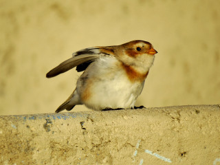 Small bird cement wall writing - a wall free wallpaper