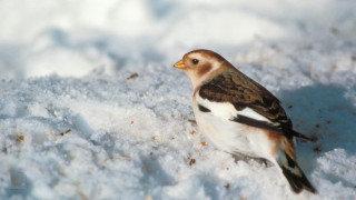 Small bird snow pile cloudy - ground free wallpaper