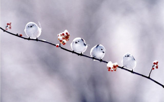 Birds branch berries gray sky - clara miller burd free wallpaper