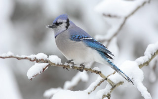 Blue jay perched branch snow 5 - a branch in the snow free wallpaper