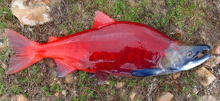 Dead fish grass dirt rocks - dead free wallpaper