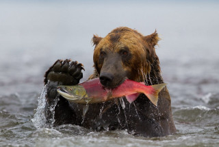 Bear water fish mouth fish - a bear free wallpaper