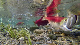 Fish pond rocks grass impressionist - douglas robertson bisset free wallpaper