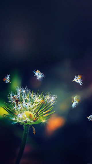 Dandelion seeds flying aesthetic microscopic - many free wallpaper for mobile