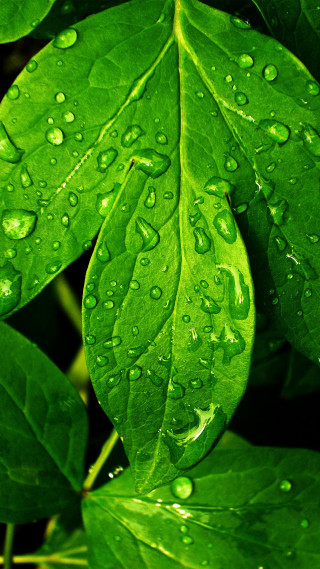 Green leaf water droplets background 2 - art green free wallpaper for mobile
