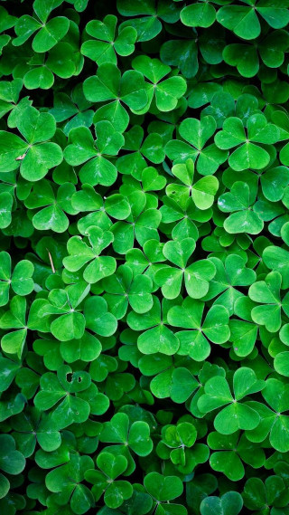 Green leaves ivy vines ecological - free nature wallpaper for mobile