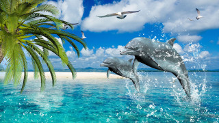 Dolphins beach palm trees birds - david martin free wallpaper