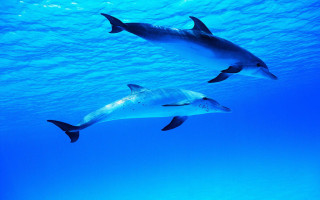Dolphins swimming ocean underwater blue - blue water free wallpaper