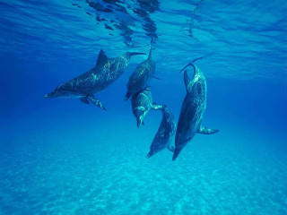 Three dolphins swimming ocean sunlight - damien hirst free wallpaper