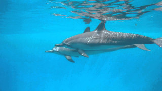 Dolphins swimming blue pool water - a fish nearby free wallpaper