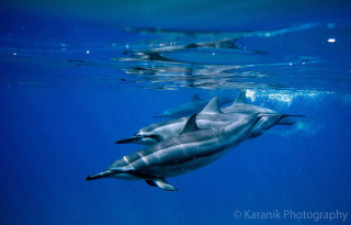 Dolphins swimming ocean bubbles person - bubble free wallpaper