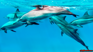 Dolphins swimming man camera ocean - his back in free wallpaper