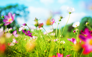Flower field blue sky daisies - a field of flowers free wallpaper