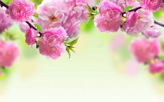 Pink flowers green leaves bouquet 2 - a branch free wallpaper