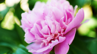 Pink flower green leaves blurry 17 - the background and a blurry background behind free wallpaper