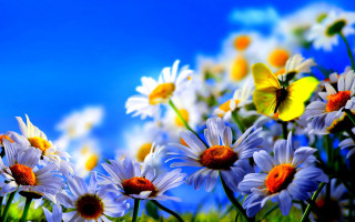 Field daisies blue sky butterfly - over them free wallpaper for desktop