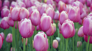 Pink tulips green stems yellow 2 - pink tulip free wallpaper