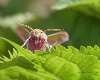 Small pink white moth green - a green leafy plant free wallpaper
