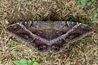 Large brown white butterfly grass - a hole in the middle of it free wallpaper