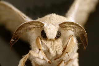 Close up bug long horns - macro len free wallpaper