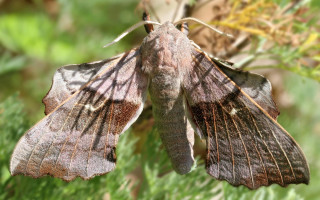 Moth sitting plant outside sunlight - female free wallpaper
