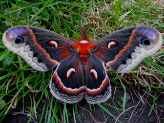 Butterfly red black wings grass - e. t. free wallpaper