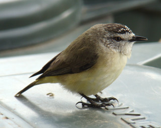 Bird metal name black white - a name free wallpaper