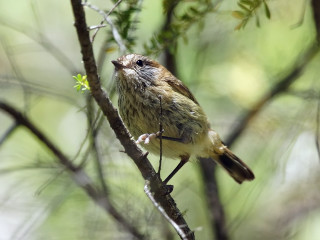 Bird sitting branch tree green - female free wallpaper for desktop