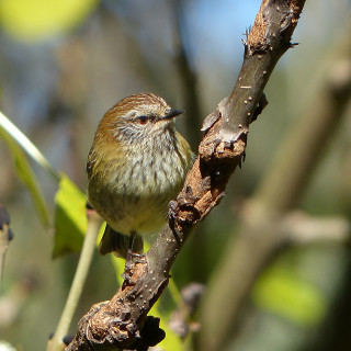 Small bird perched branch tree 16 - a tilt shift photo free wallpaper for tablet