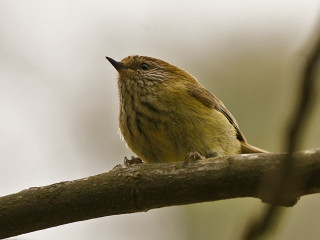 Small bird branch mouth open - domirinic fegallia free wallpaper