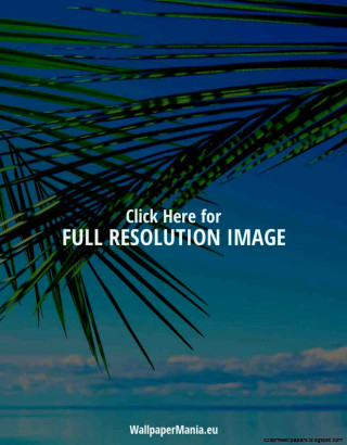 Palm tree with the words - here free wallpaper for mobile