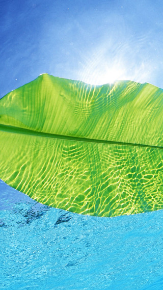 Green leaf floating water sun - photorealistic free wallpaper for mobile