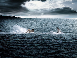 Man swimming ocean shark boat 2 - the water next free wallpaper
