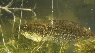 Fish swimming water plants grass - a fish free wallpaper