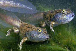 Two fish swimming pond algae - award free wallpaper