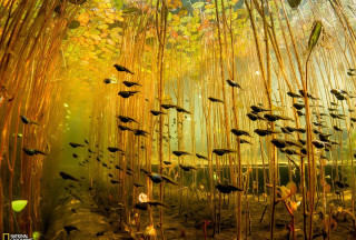 Fish pond reeds forest autumn - microscopic free wallpaper for desktop