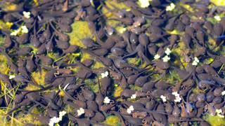 Small black animals green field 2 - a green field of grass free wallpaper