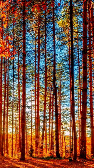 Colorful forest tall trees fall - a blue sky above free wallpaper for mobile
