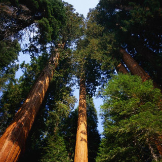 Tall trees forest blue sky 3 - free forest wallpaper for tablet